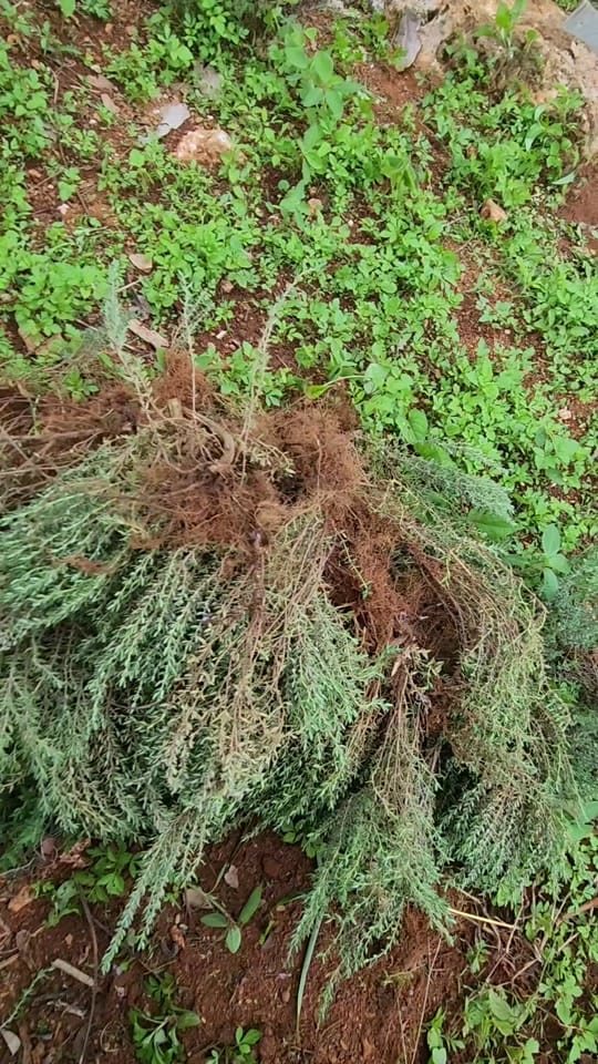 Post 8 by Seedlingsproja on TikTok (video)