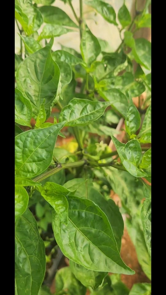 Post 5 by Seedlingsproja on TikTok (video)