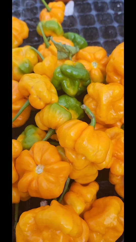 Post 4 by Seedlingsproja on TikTok (video)