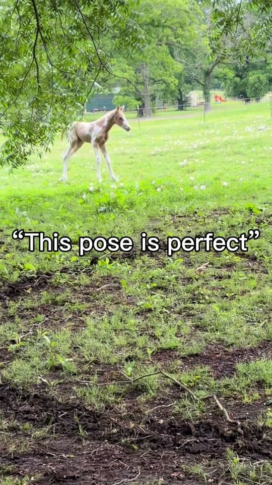 Post 3 by Belt-Fed Farm on TikTok (video)
