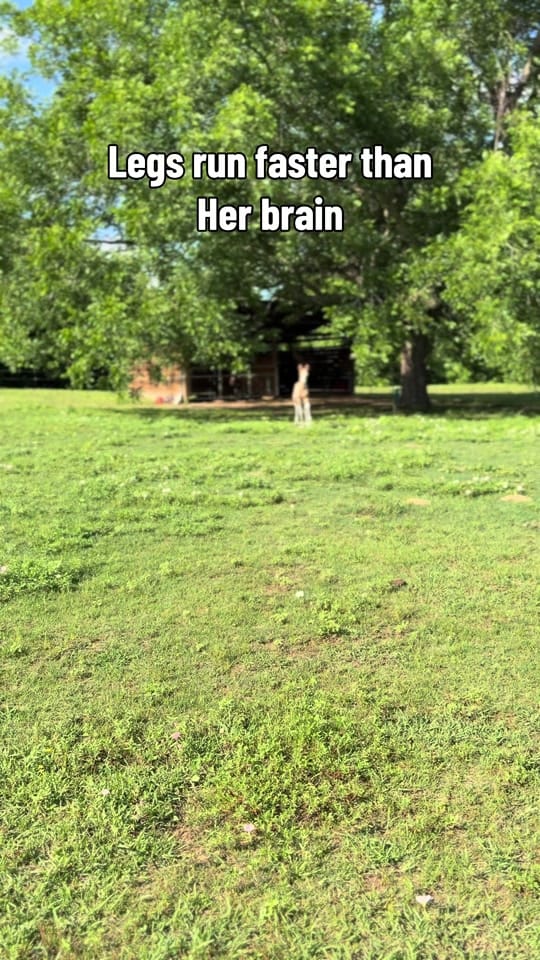 Post 5 by Belt-Fed Farm on TikTok (video)