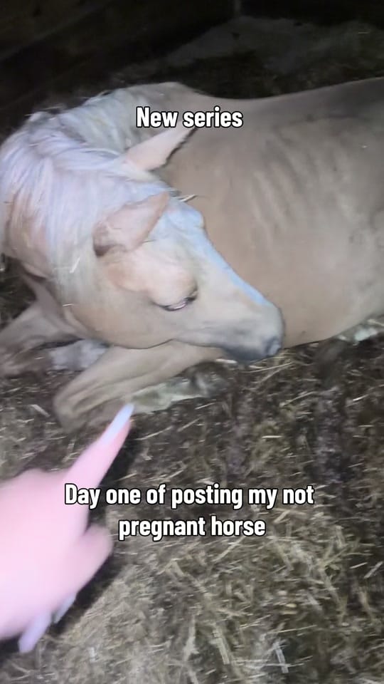 Post 8 by Belt-Fed Farm on TikTok (video)