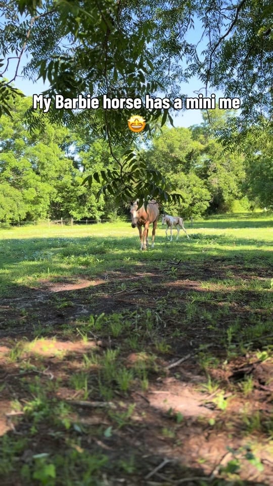 Post 4 by Belt-Fed Farm on TikTok (video)