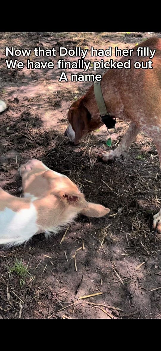 Post 6 by Belt-Fed Farm on TikTok (video)