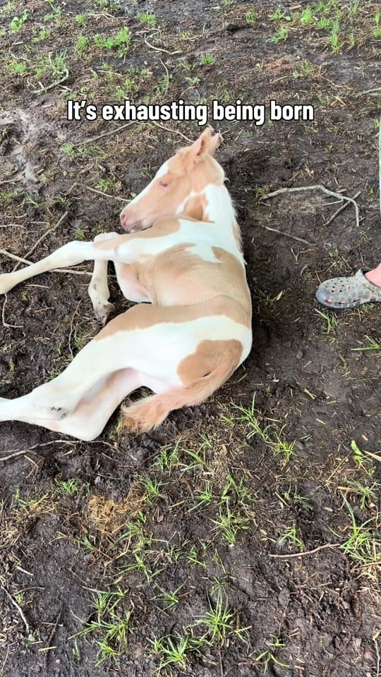 Post 7 by Belt-Fed Farm on TikTok (video)