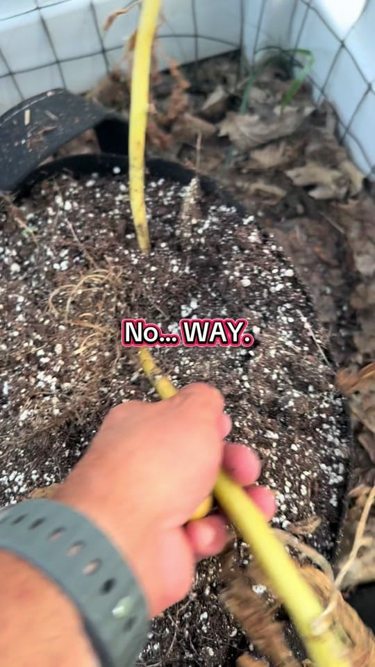 Post 3 by johndimuccio on TikTok (video)