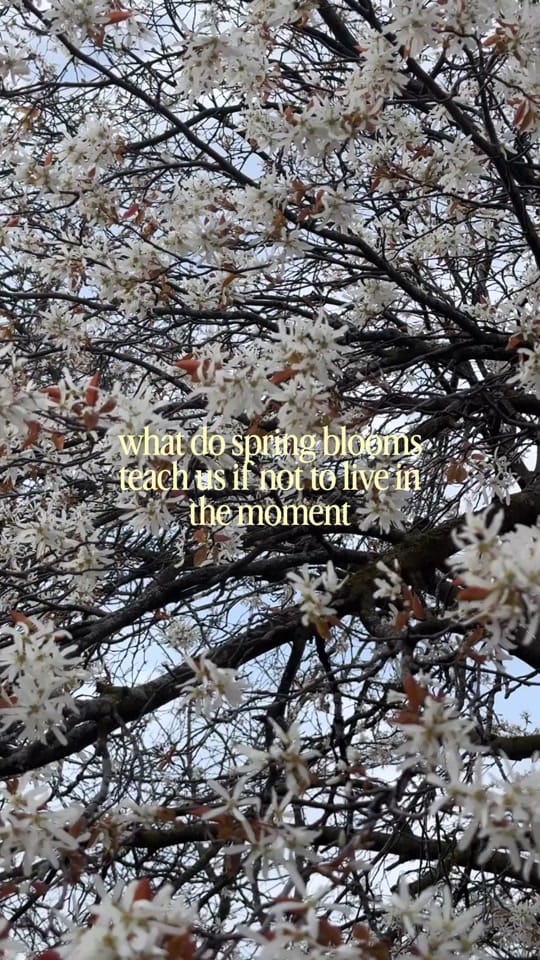 Post 1 by michaela • poetry on TikTok (video)