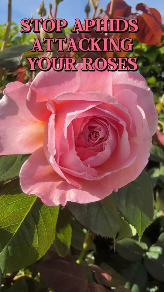Post 3 by Emma Jo Real-Davies on TikTok (video)