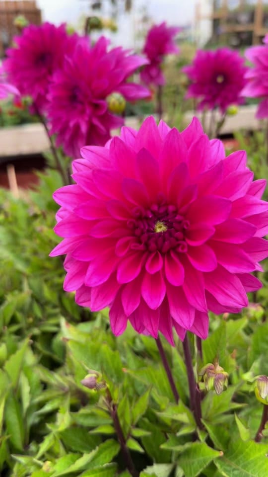 Post 2 by Ahern Nurseries 087 1671884 on TikTok (video)