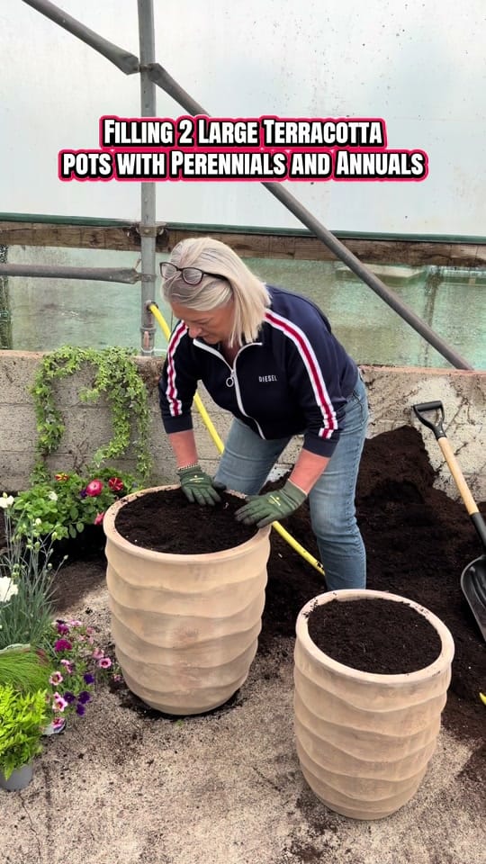 Post 8 by Ahern Nurseries 087 1671884 on TikTok (video)
