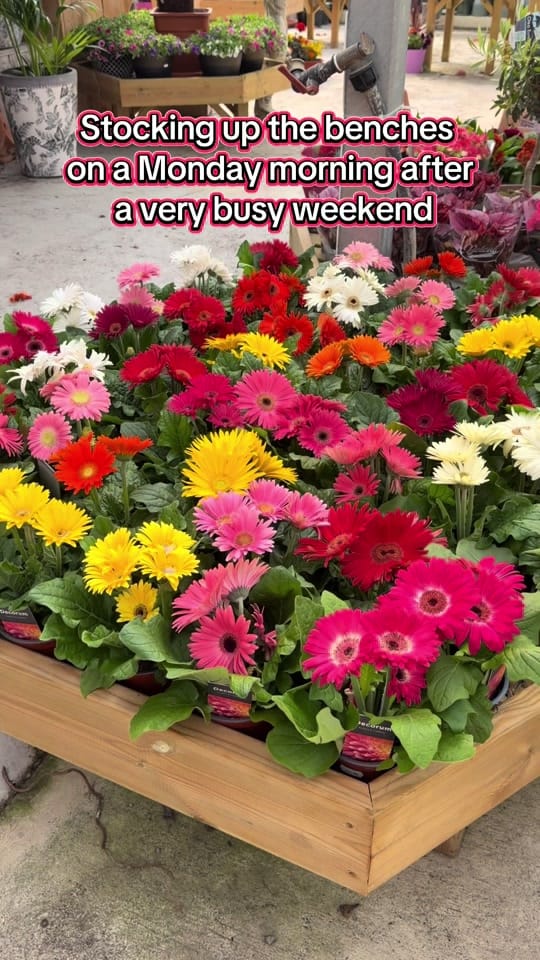 Post 1 by Ahern Nurseries 087 1671884 on TikTok (video)