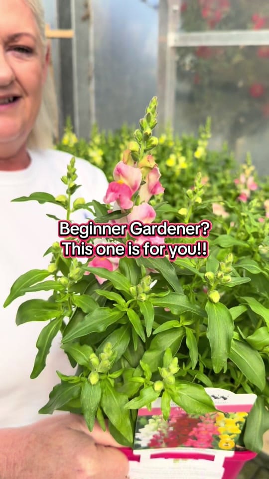 Post 3 by Ahern Nurseries 087 1671884 on TikTok (video)