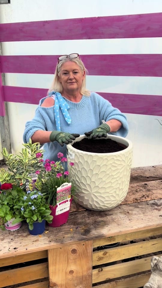 Post 9 by Ahern Nurseries 087 1671884 on TikTok (video)