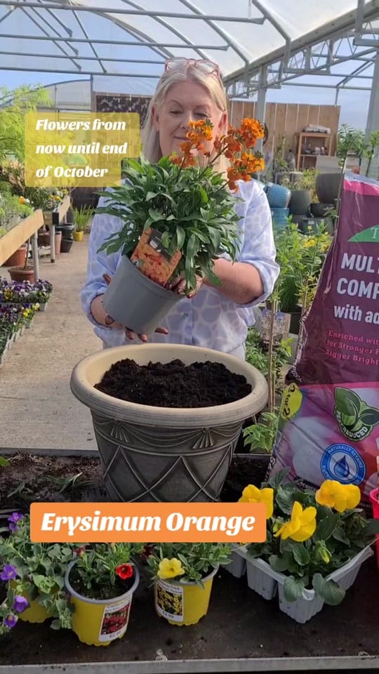 Post 10 by Ahern Nurseries 087 1671884 on TikTok (video)