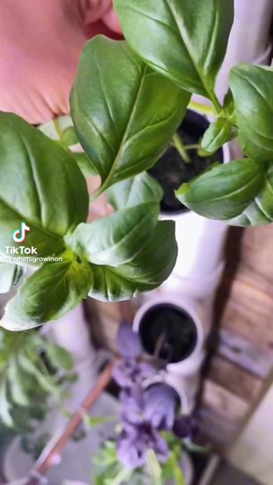 Post 10 by Parc Farm on TikTok (video)