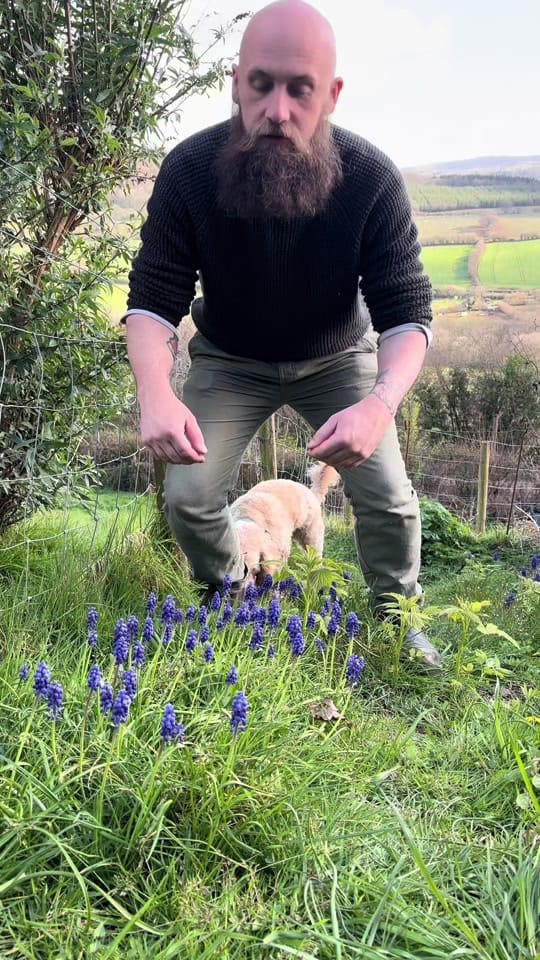 Post 2 by The Beardy Gardener on TikTok (video)