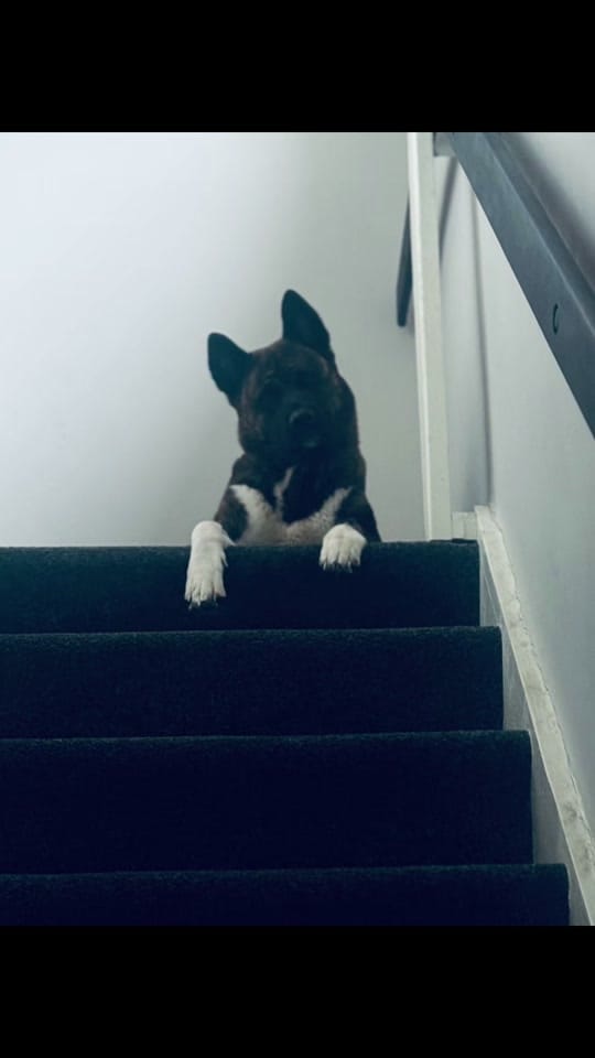 Post 4 by Shannonwardlaw🖤 on TikTok (video)