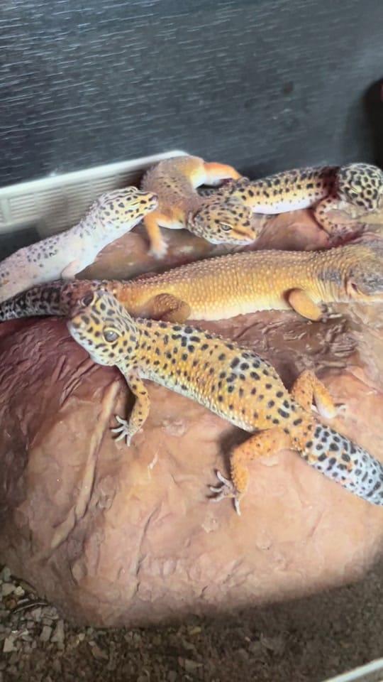 Post 2 by Perfect exotics UK on TikTok (video)