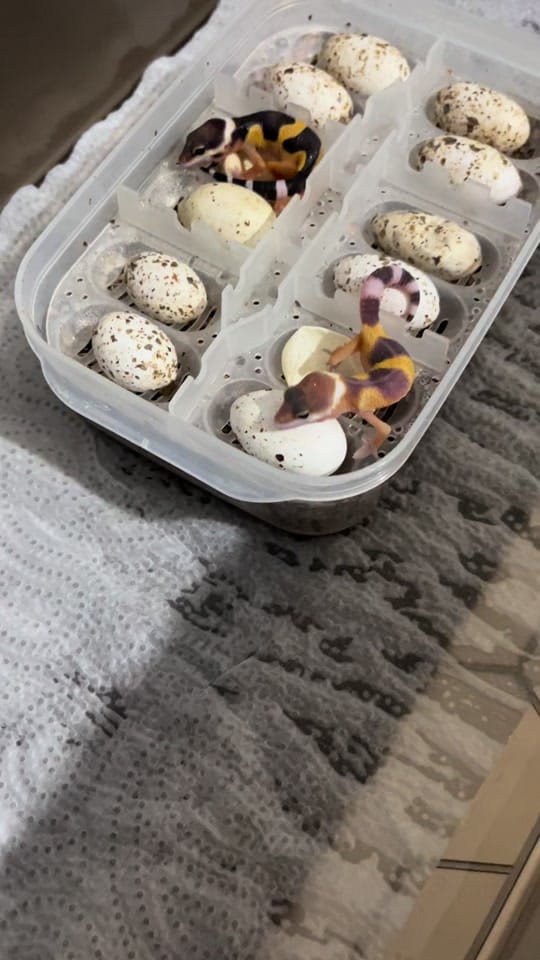 Post 10 by Perfect exotics UK on TikTok (video)
