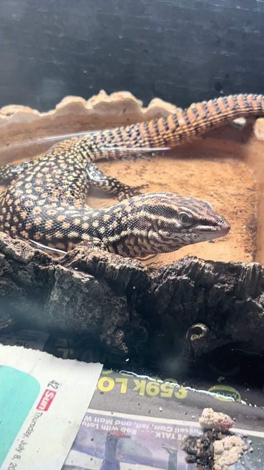 Post 9 by Perfect exotics UK on TikTok (video)