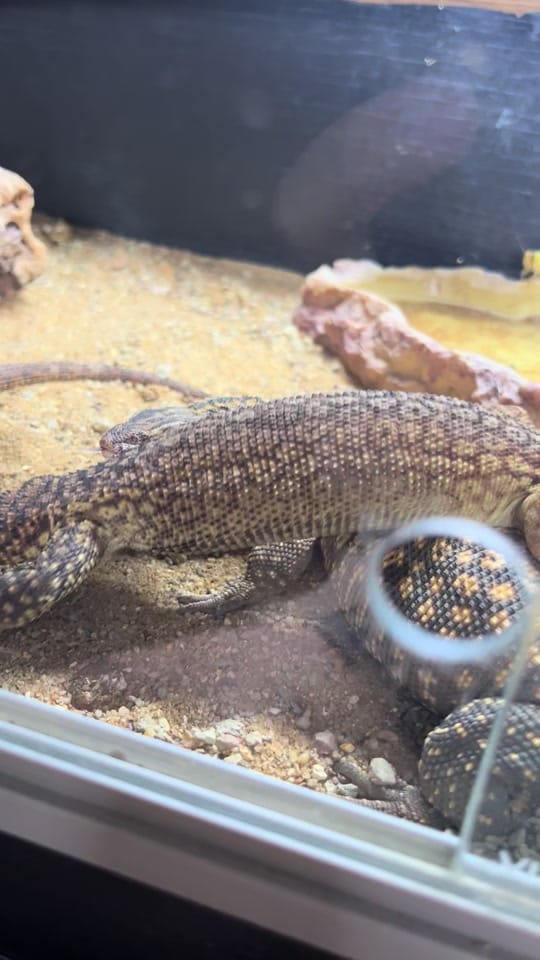 Post 4 by Perfect exotics UK on TikTok (video)