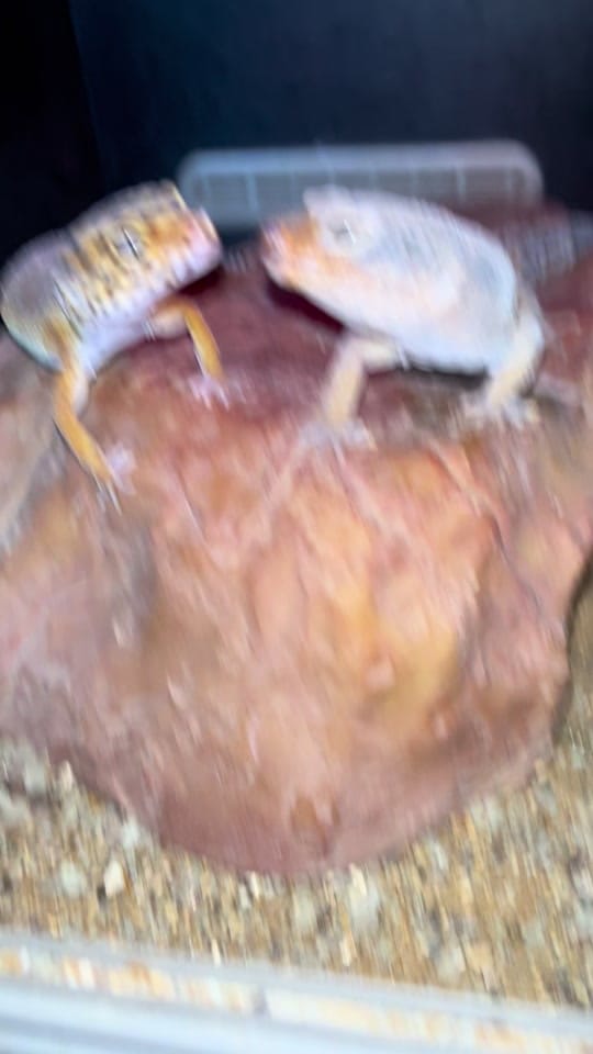 Post 6 by Perfect exotics UK on TikTok (video)