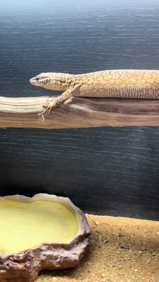 Post 5 by Perfect exotics UK on TikTok (video)