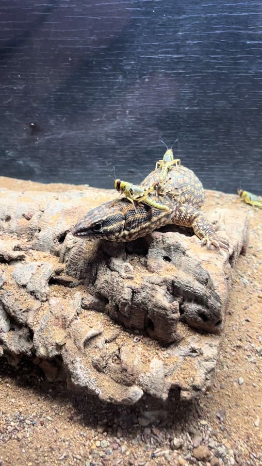 Post 1 by Perfect exotics UK on TikTok (video)