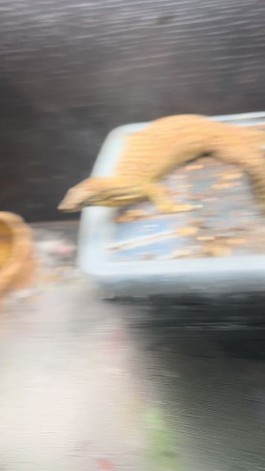 Post 8 by Perfect exotics UK on TikTok (video)