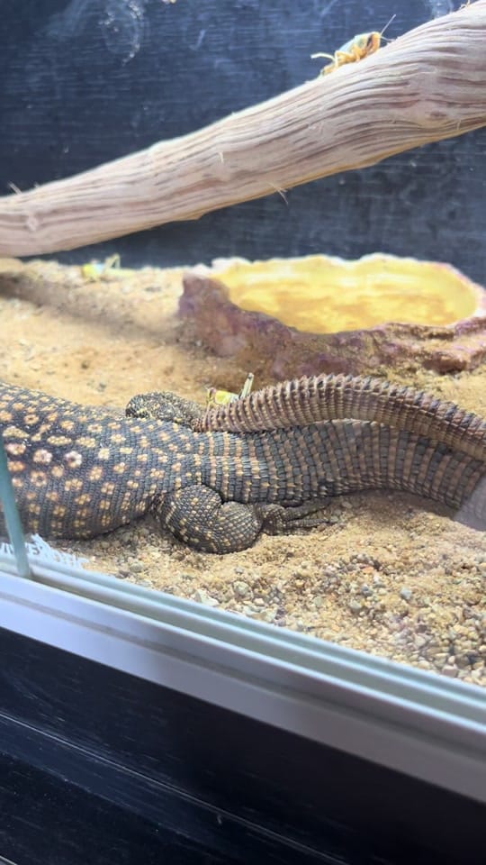 Post 3 by Perfect exotics UK on TikTok (video)
