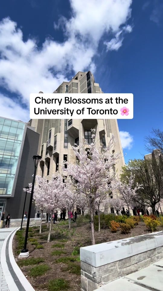 Post 2 by Wanaroundtown on TikTok (video)