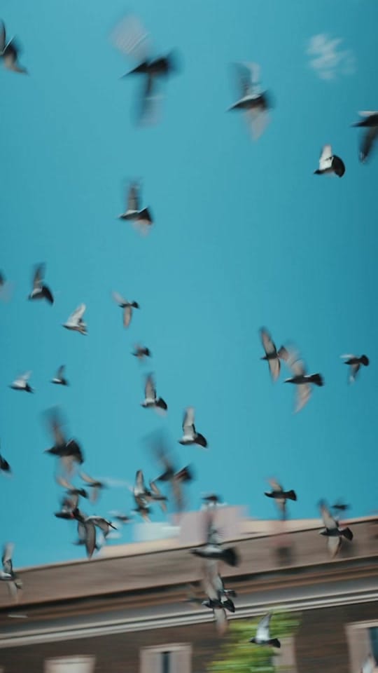 Post 9 by The Coffee Party on TikTok (video)