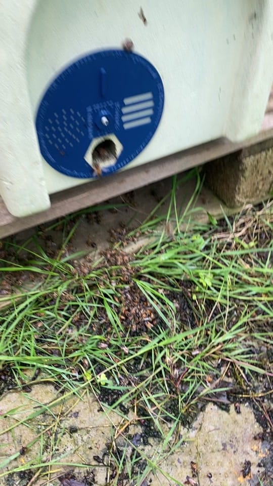 Post 9 by ManchesterHoneyCompany on TikTok (video)