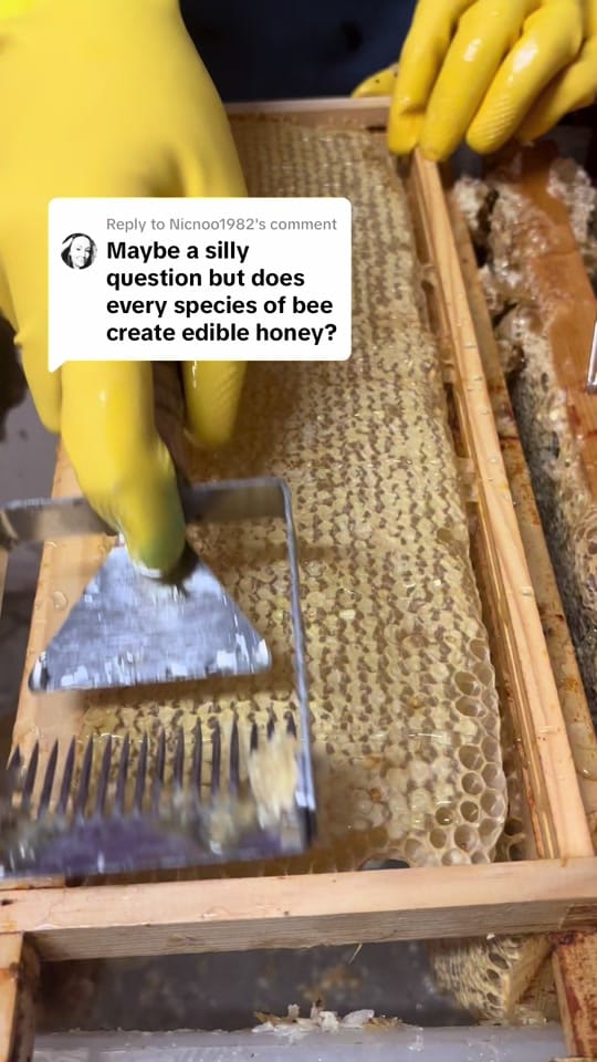 Post 6 by ManchesterHoneyCompany on TikTok (video)