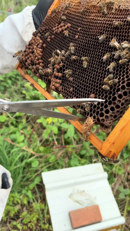 Post 1 by ManchesterHoneyCompany on TikTok (video)