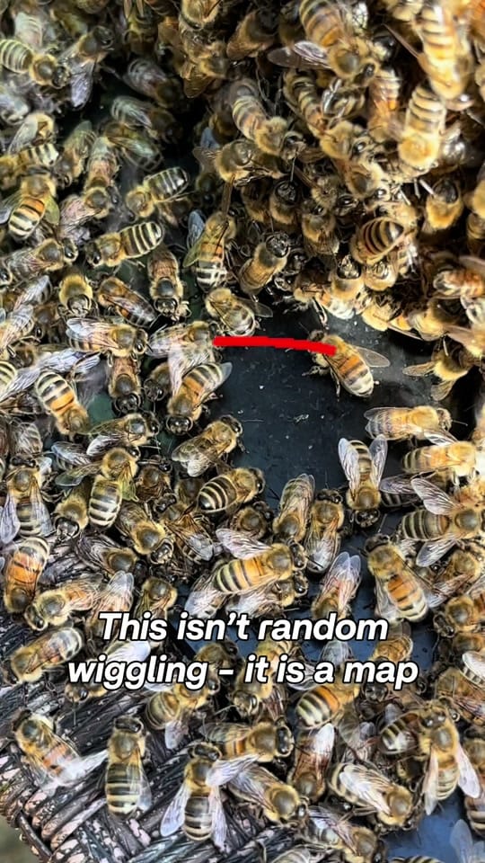 Post 5 by ManchesterHoneyCompany on TikTok (video)