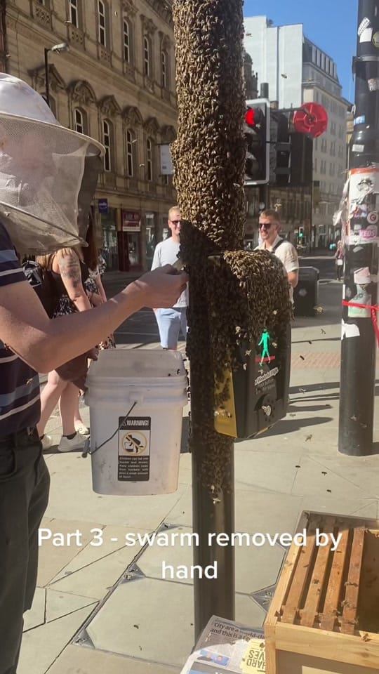 Post 10 by ManchesterHoneyCompany on TikTok (video)