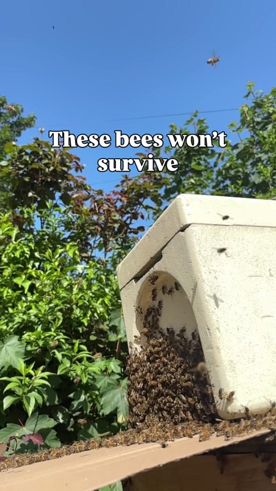 Post 4 by ManchesterHoneyCompany on TikTok (video)
