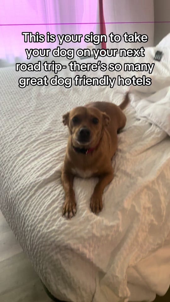 Post 2 by Taylor • Dog Mom on TikTok (video)
