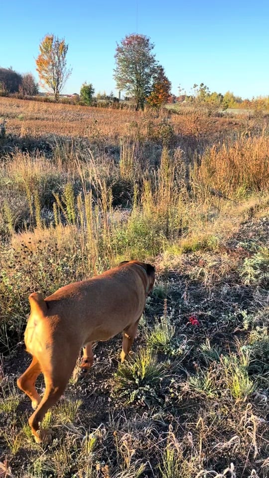 Post 5 by Taylor • Dog Mom on TikTok (video)