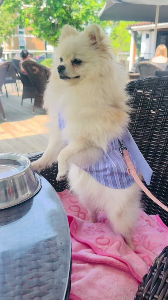 Post 1 by pom_neve on TikTok (video)