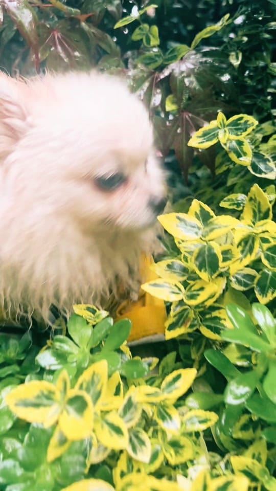 Post 4 by pom_neve on TikTok (video)