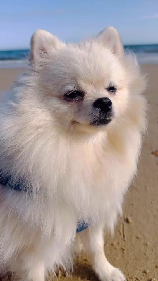 Post 2 by pom_neve on TikTok (video)