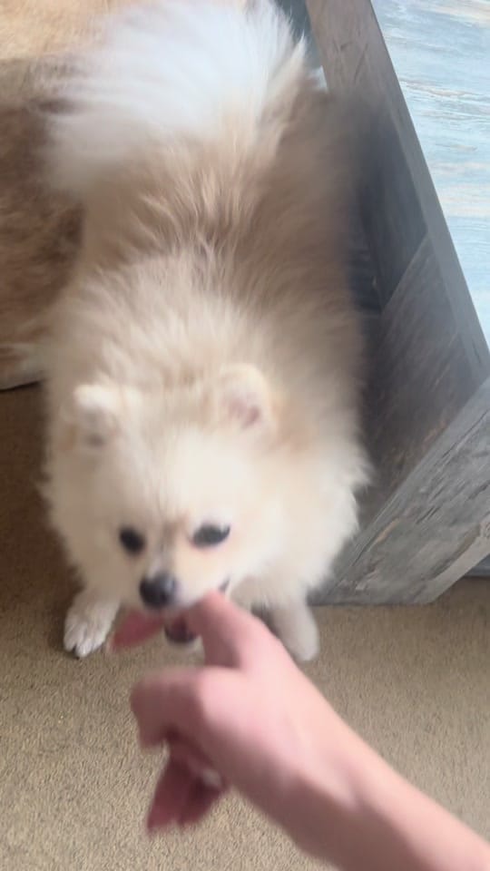 Post 6 by pom_neve on TikTok (video)