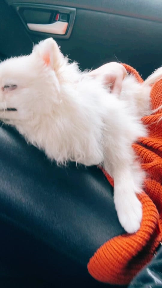Post 3 by pom_neve on TikTok (video)