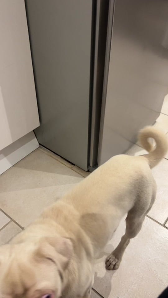 Post 2 by Elvis the Pug on TikTok (video)