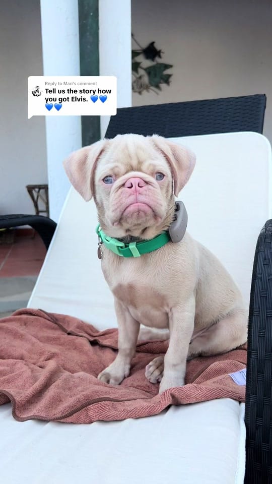 Post 9 by Elvis the Pug on TikTok (video)