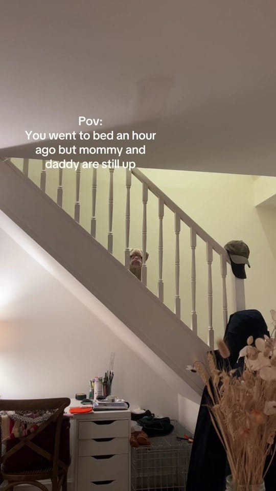 Post 10 by Elvis the Pug on TikTok (video)