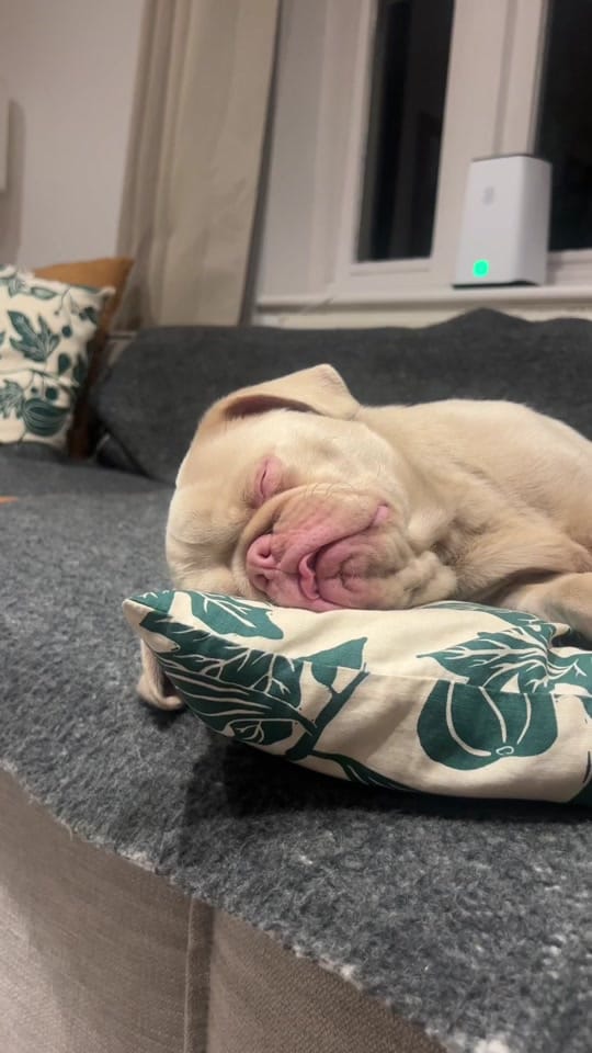 Post 3 by Elvis the Pug on TikTok (video)