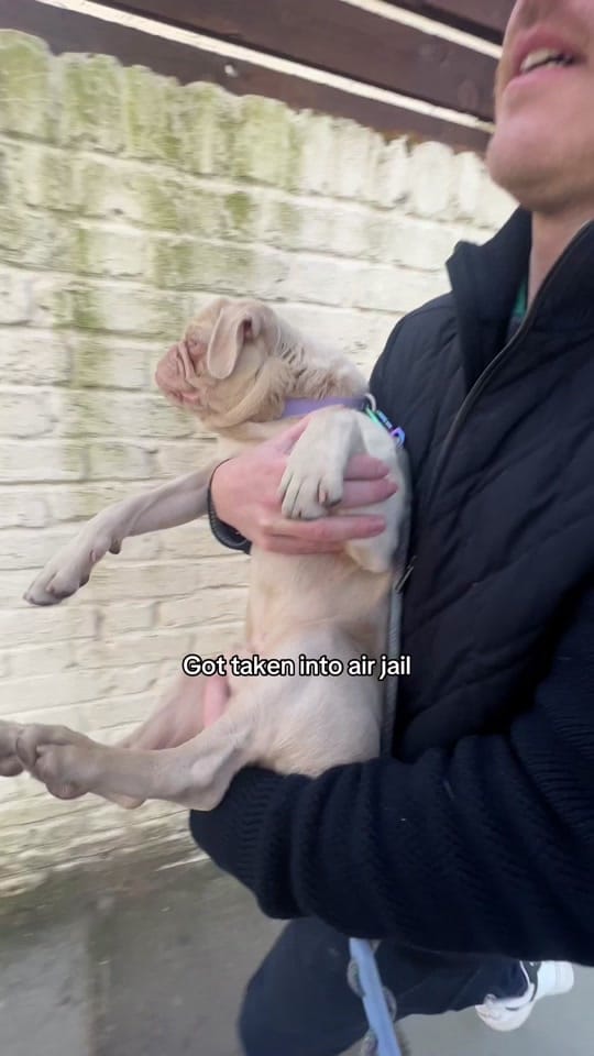 Post 7 by Elvis the Pug on TikTok (video)